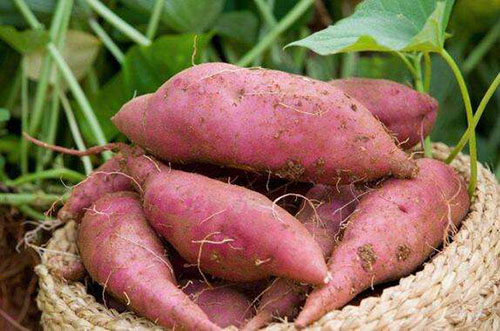 生活中常吃的紅薯和紫薯，有什么優(yōu)缺點(diǎn)？