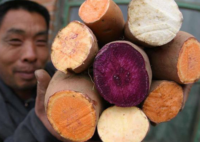 紅薯渾身都是寶！麗星薯類深加工設(shè)備助產(chǎn)業(yè)升級(jí)