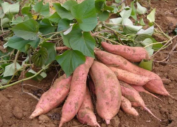 想讓紅薯 9 月穩(wěn)增產(chǎn)？麗星淀粉設(shè)備廠家支招關(guān)鍵期管理要點(diǎn)