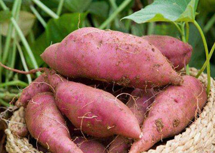 麗星設(shè)備廠家總結(jié)：霜降后紅薯采收，盯緊這 3 個信號